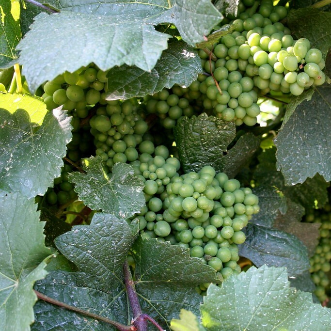 •	灰皮諾白酒, 辛香味, 梨和蜂蜜, 葡萄酒, 紅酒, 白酒, 葡萄酒品嚐, 葡萄酒文化, 葡萄酒品牌, 紅酒搭配, 葡萄酒市場, wine, red wine, white wine, wine tasting, wine culture