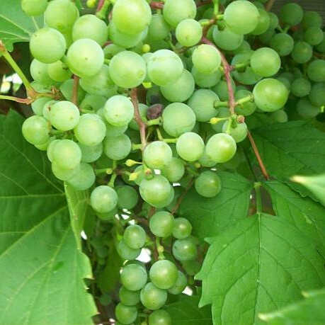 •	洛雷羅白酒, 葡萄牙, 花香和柑橘味, 葡萄酒, 紅酒, 白酒, 葡萄酒品嚐, 葡萄酒文化, 葡萄酒品牌, 紅酒搭配, 葡萄酒市場, wine, red wine, white wine, wine tasting, wine culture