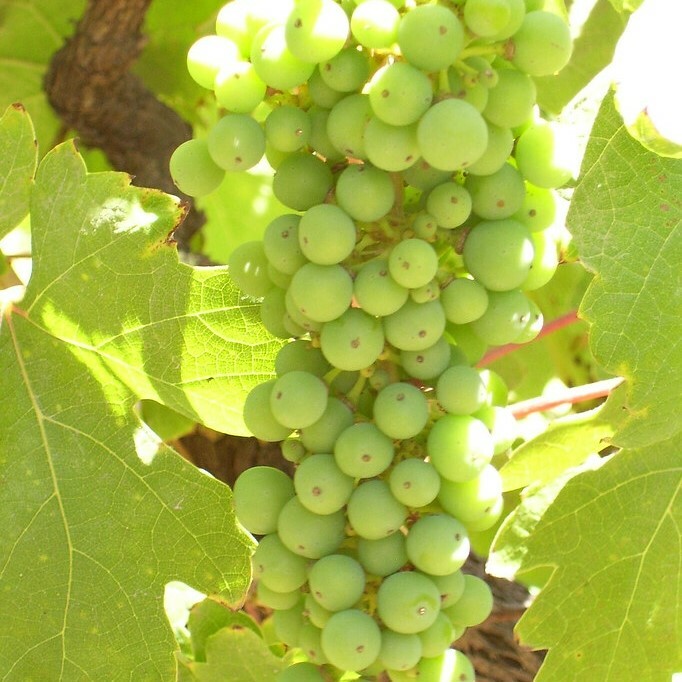 •	琼瑶浆白酒, 甜香料和荔枝味, 葡萄酒, 紅酒, 白酒, 葡萄酒品嚐, 葡萄酒文化, 葡萄酒品牌, 紅酒搭配, 葡萄酒市場, wine, red wine, white wine, wine tasting