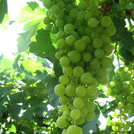 特濃情白酒, 阿根廷, 香氣濃郁, 葡萄酒, 紅酒, 白酒, 葡萄酒品嚐, 葡萄酒文化, 葡萄酒品牌, 紅酒搭配, 葡萄酒市場, wine, red wine, white wine, wine tasting, wine culture