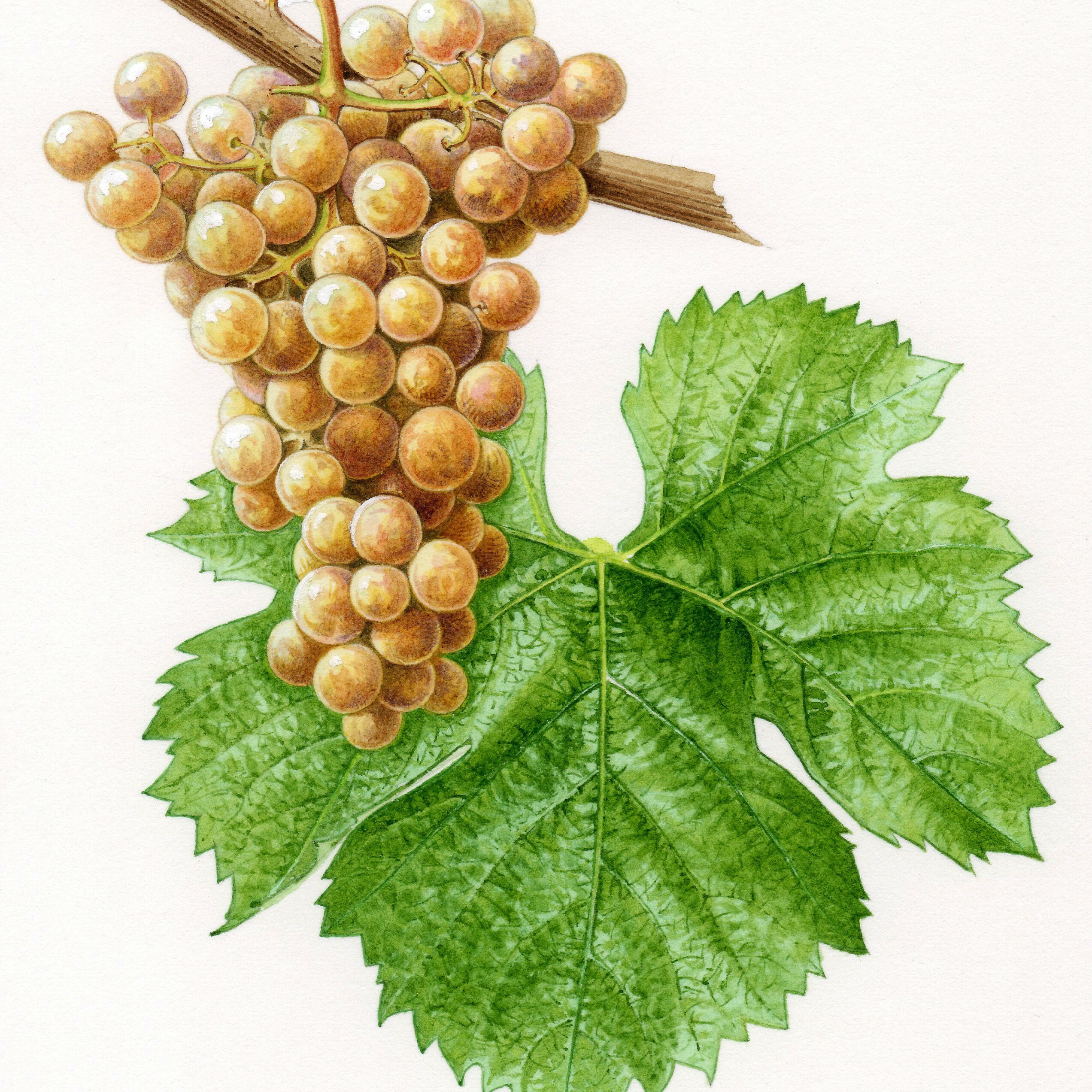 •	榭密雍白酒, 法國, 蜂蜜和柑橘味, 葡萄酒, 紅酒, 白酒, 葡萄酒品嚐, 葡萄酒文化, 葡萄酒品牌, 紅酒搭配, 葡萄酒市場, wine, red wine, white wine, wine tasting, wine culture