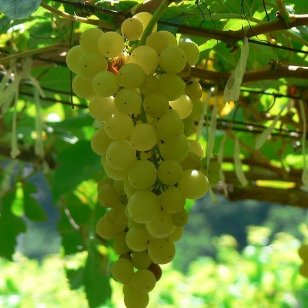 白詩楠白酒, 高酸度, 柑橘和蜂蜜味, 葡萄酒, 紅酒, 白酒, 葡萄酒品嚐, 葡萄酒文化, 葡萄酒品牌, 紅酒搭配, 葡萄酒市場, wine, red wine, white wine, wine tasting, wine culture