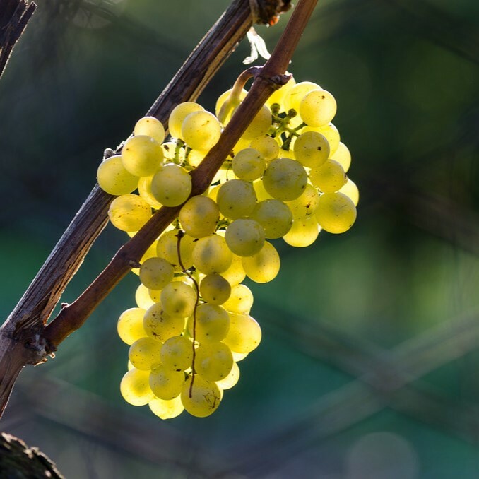 慕勒-圖高白酒, 德國, 果香和花香味, 葡萄酒, 紅酒, 白酒, 葡萄酒品嚐, 葡萄酒文化, 葡萄酒品牌, 紅酒搭配, 葡萄酒市場, wine, red wine, white wine, wine tasting, wine culture