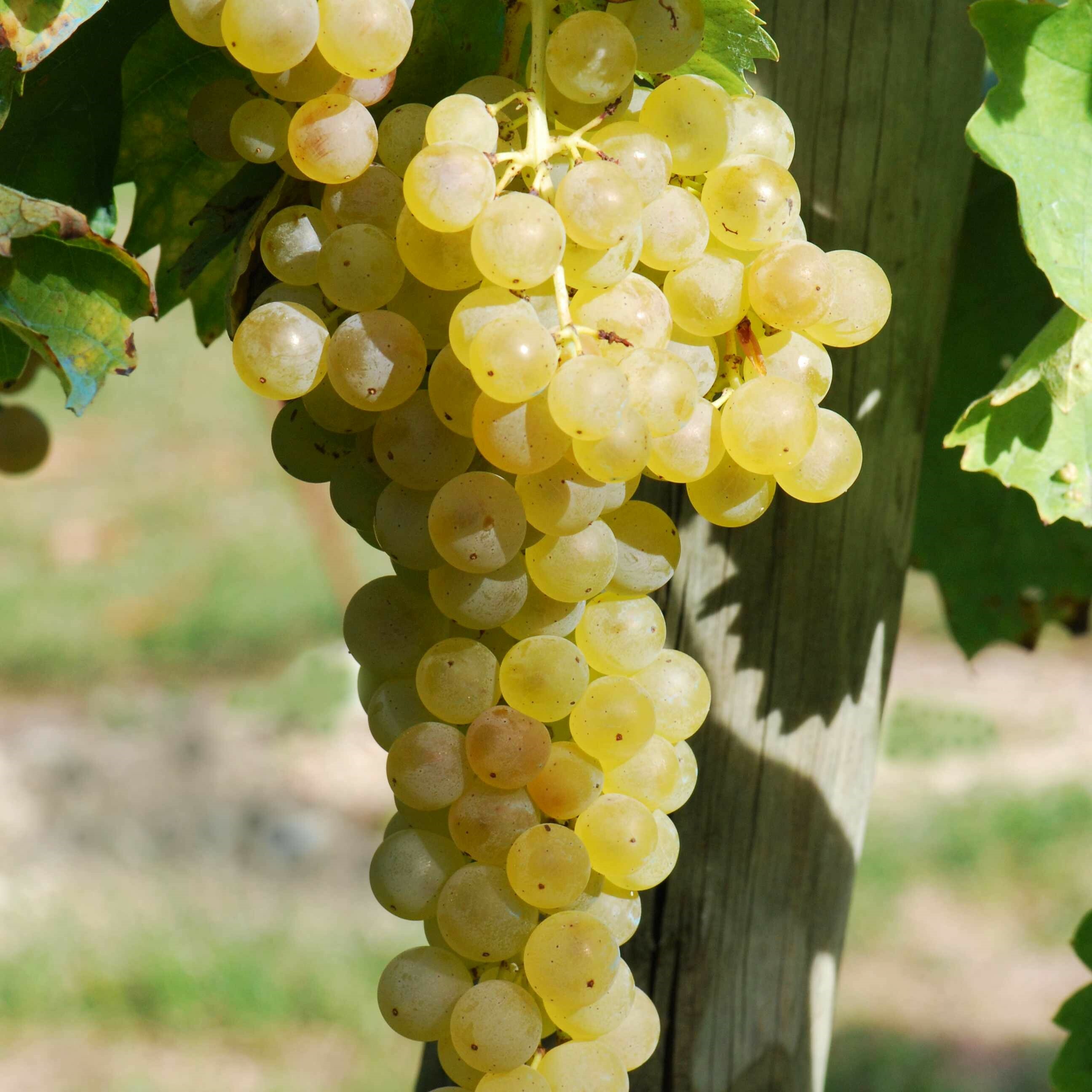 崔比亞諾白酒, 法國, 清新和青蘋果味, 葡萄酒, 紅酒, 白酒, 葡萄酒品嚐, 葡萄酒文化, 葡萄酒品牌, 紅酒搭配, 葡萄酒市場, wine, red wine, white wine, wine tasting, wine culture