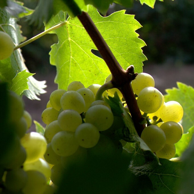 •	維岱荷白酒, 西班牙, 草本和熱帶水果味, 葡萄酒, 紅酒, 白酒, 葡萄酒品嚐, 葡萄酒文化, 葡萄酒品牌, 紅酒搭配, 葡萄酒市場, wine, red wine, white wine, wine tasting, wine culture