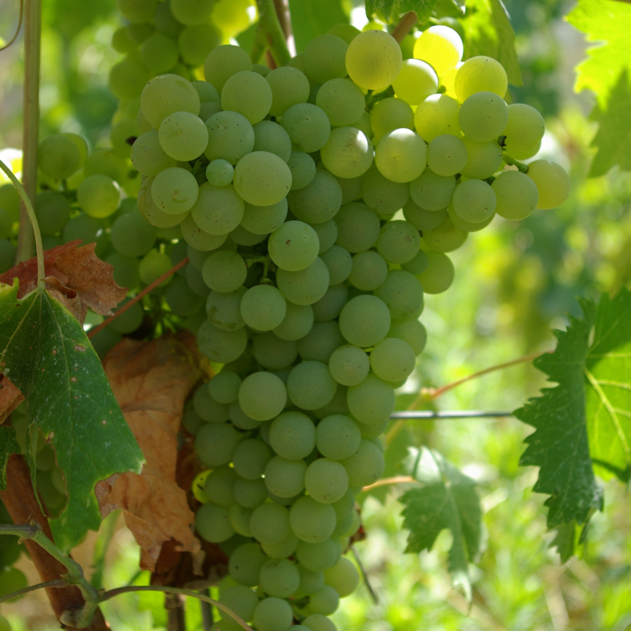 •	維蒙蒂諾白酒, 義大利, 柑橘和礦物質味, 葡萄酒, 紅酒, 白酒, 葡萄酒品嚐, 葡萄酒文化, 葡萄酒品牌, 紅酒搭配, 葡萄酒市場, wine, red wine, white wine, wine tasting, wine culture