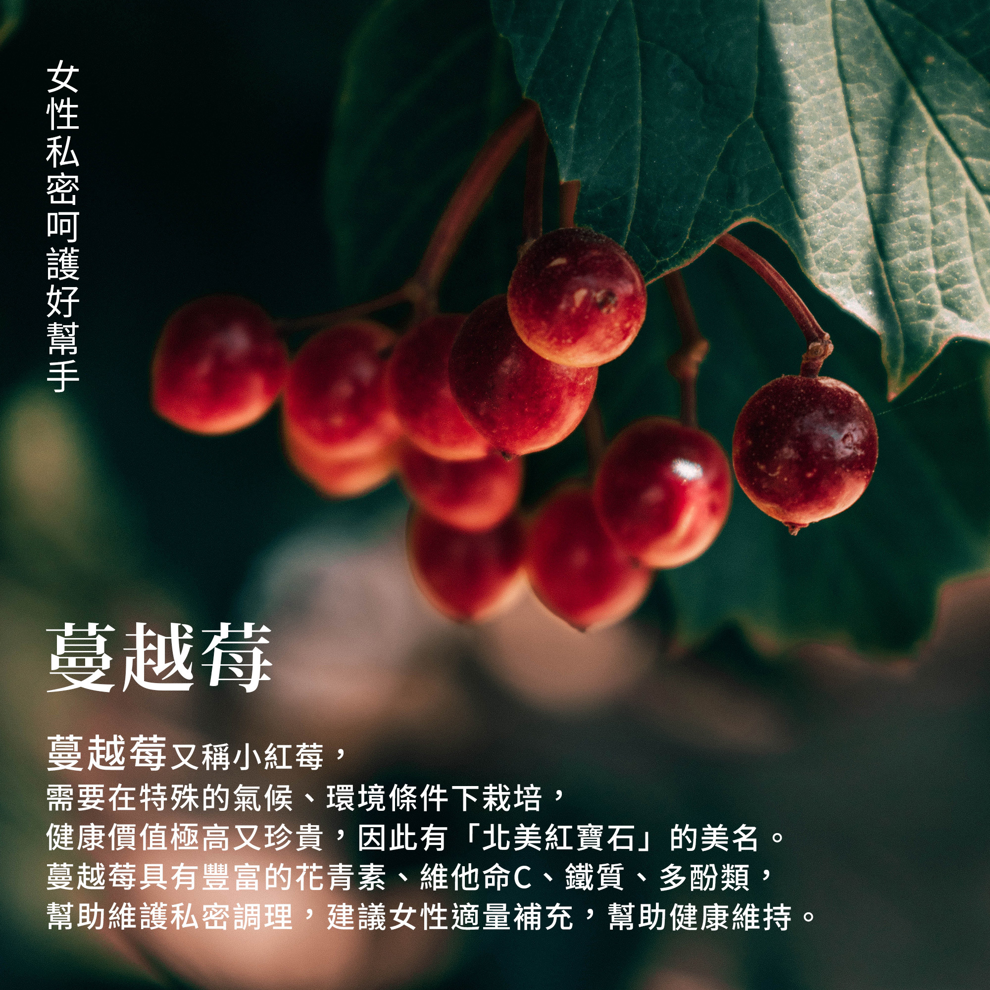 蔓越莓500mg精萃膠囊