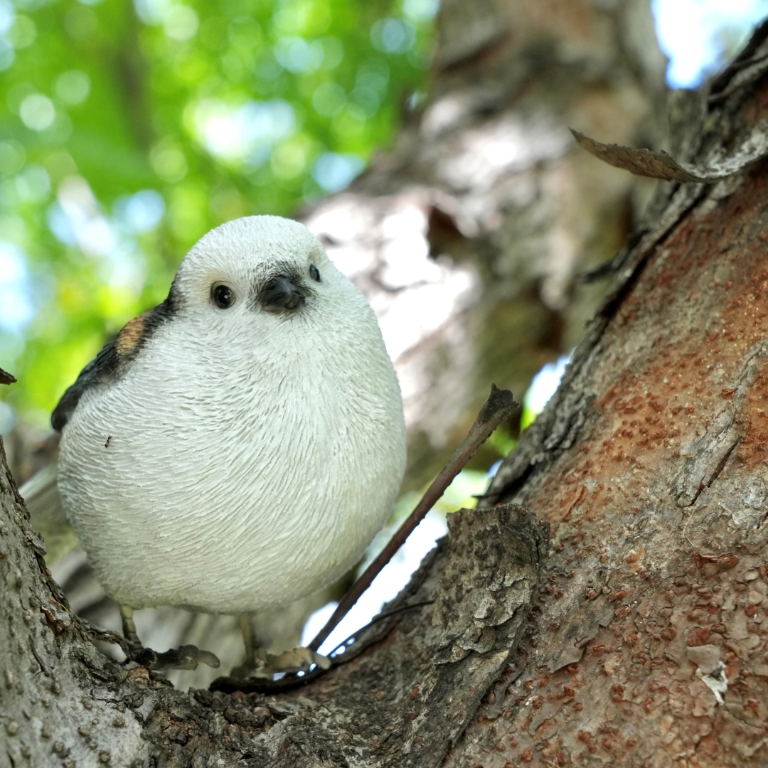 日本 magnet Birdie Bill 【北長尾山雀】