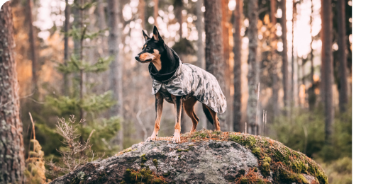 狗狗機能服飾推薦