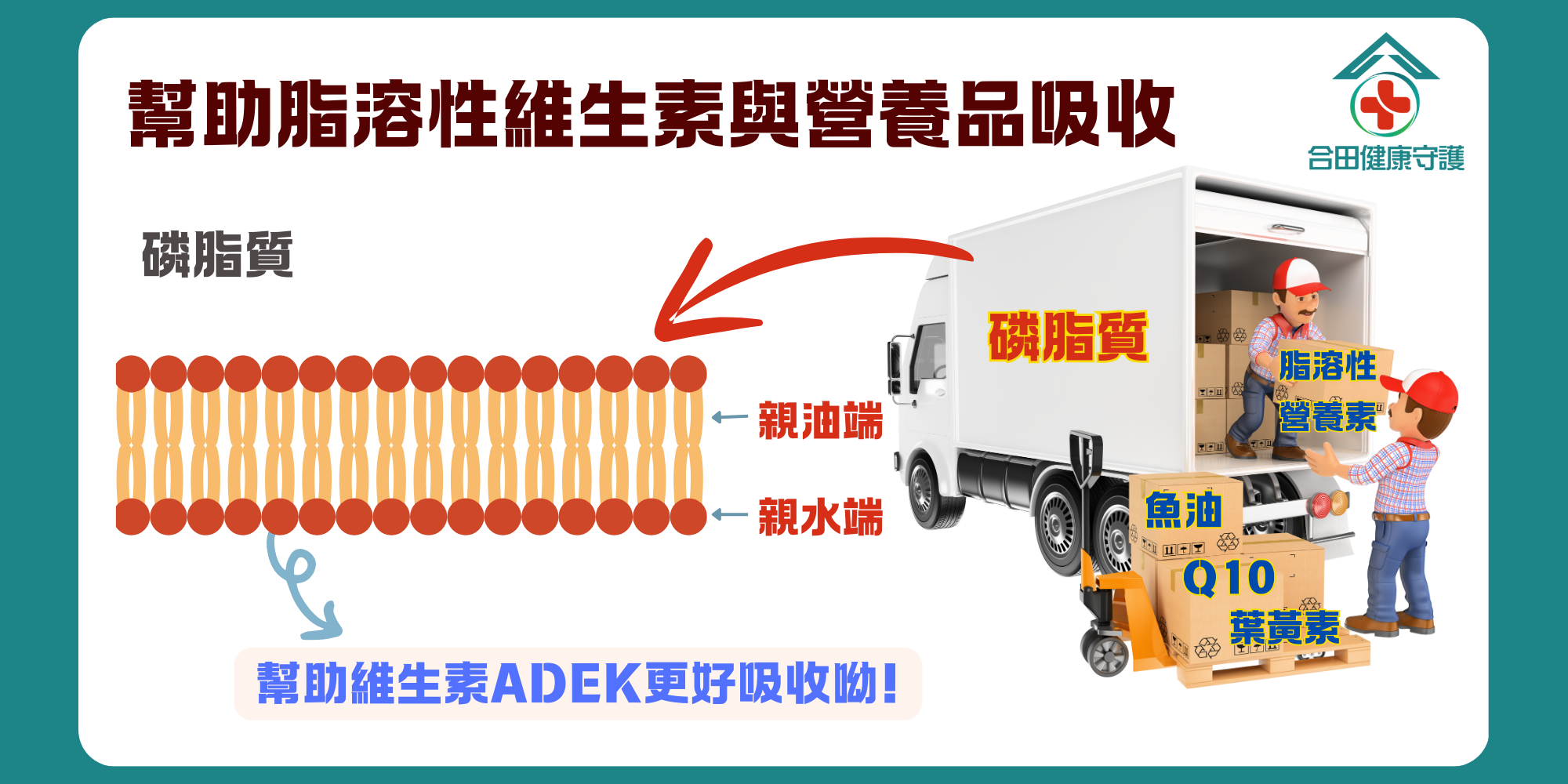 合田健康守護豆元卵磷脂