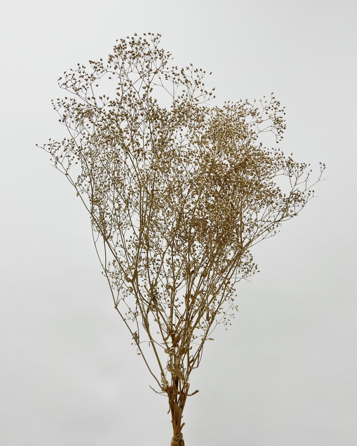 日本不凋迷你滿天星 00020-902