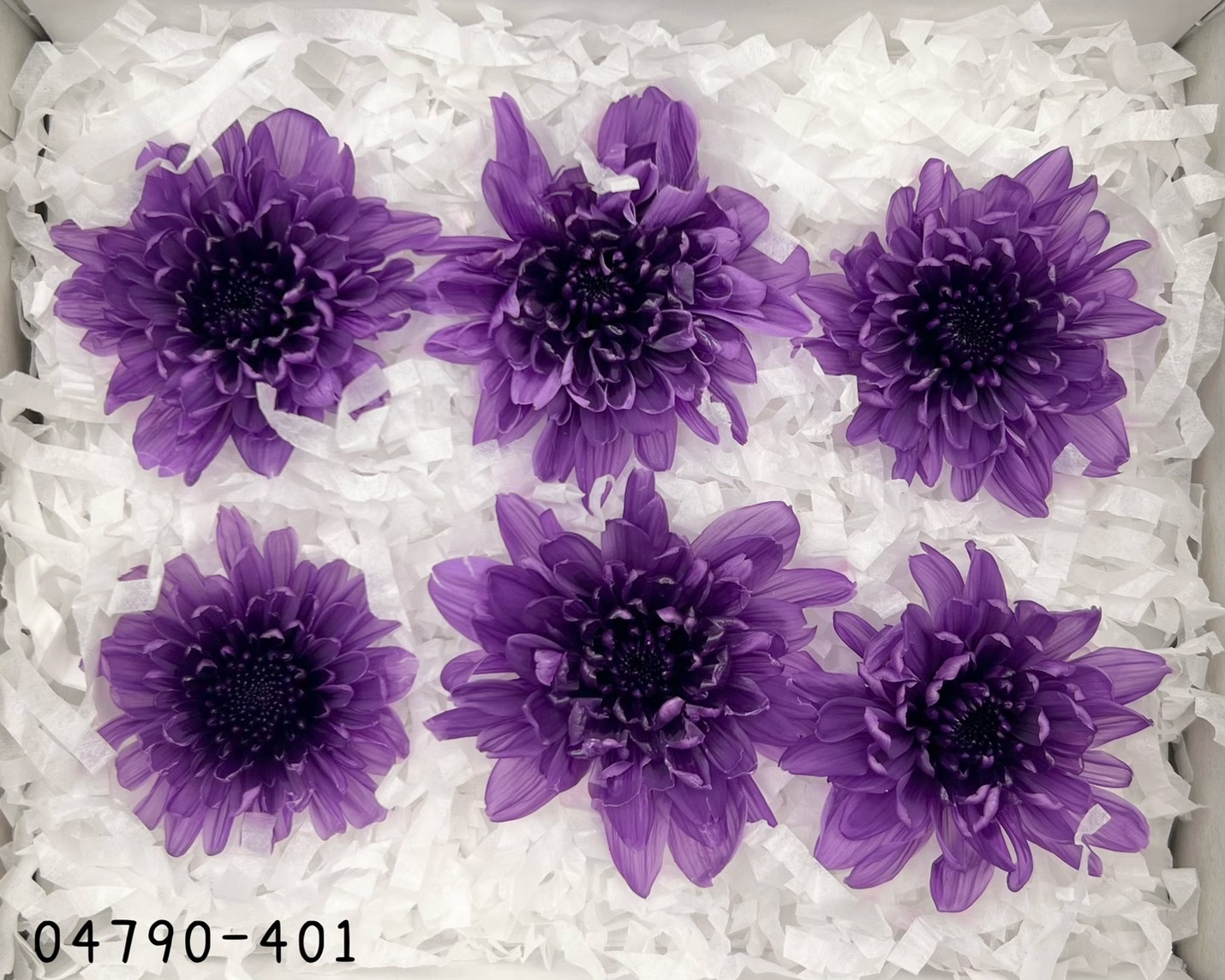 日本不凋菊花(6朵/盒) 04790-401