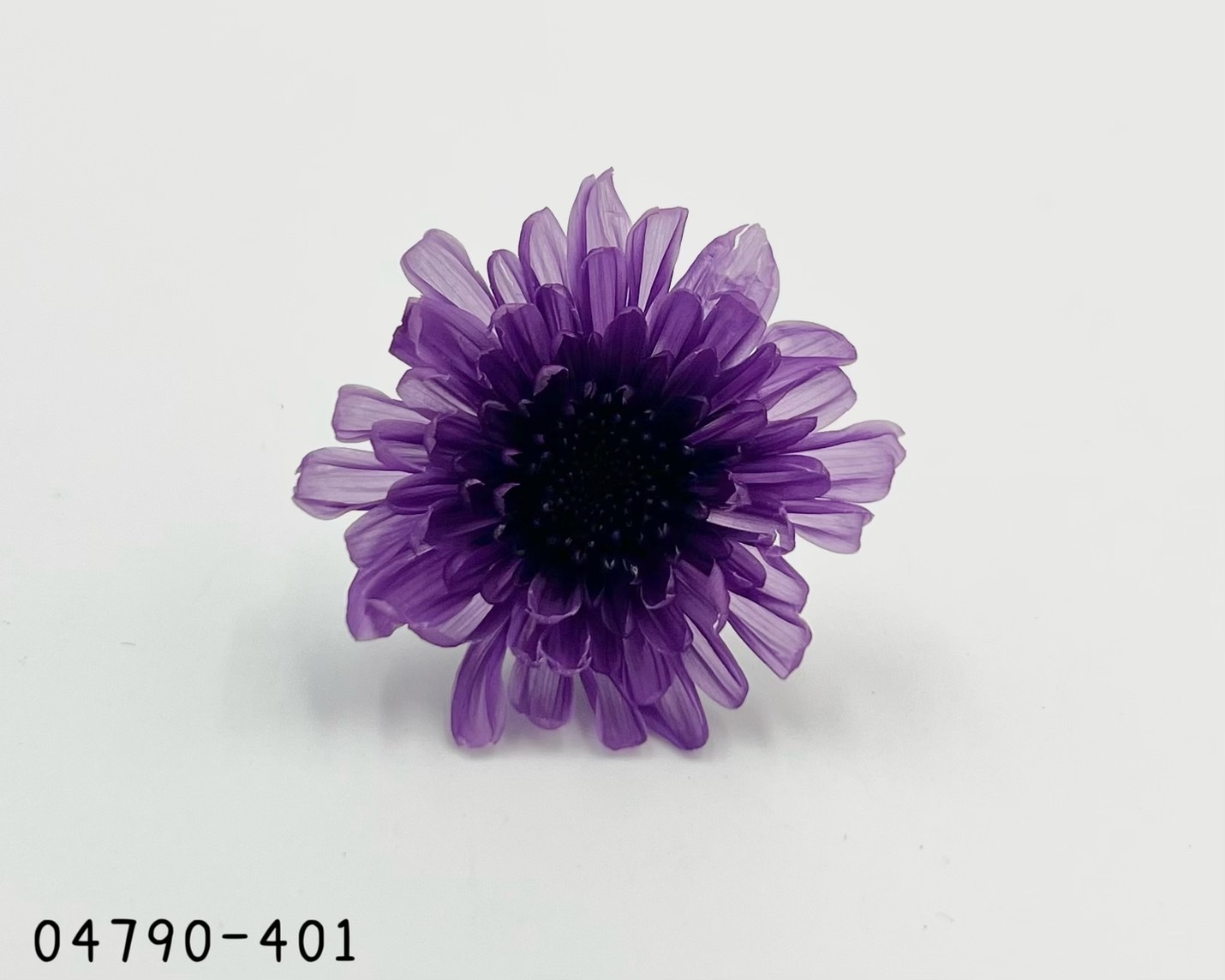 日本不凋菊花(6朵/盒) 04790-401