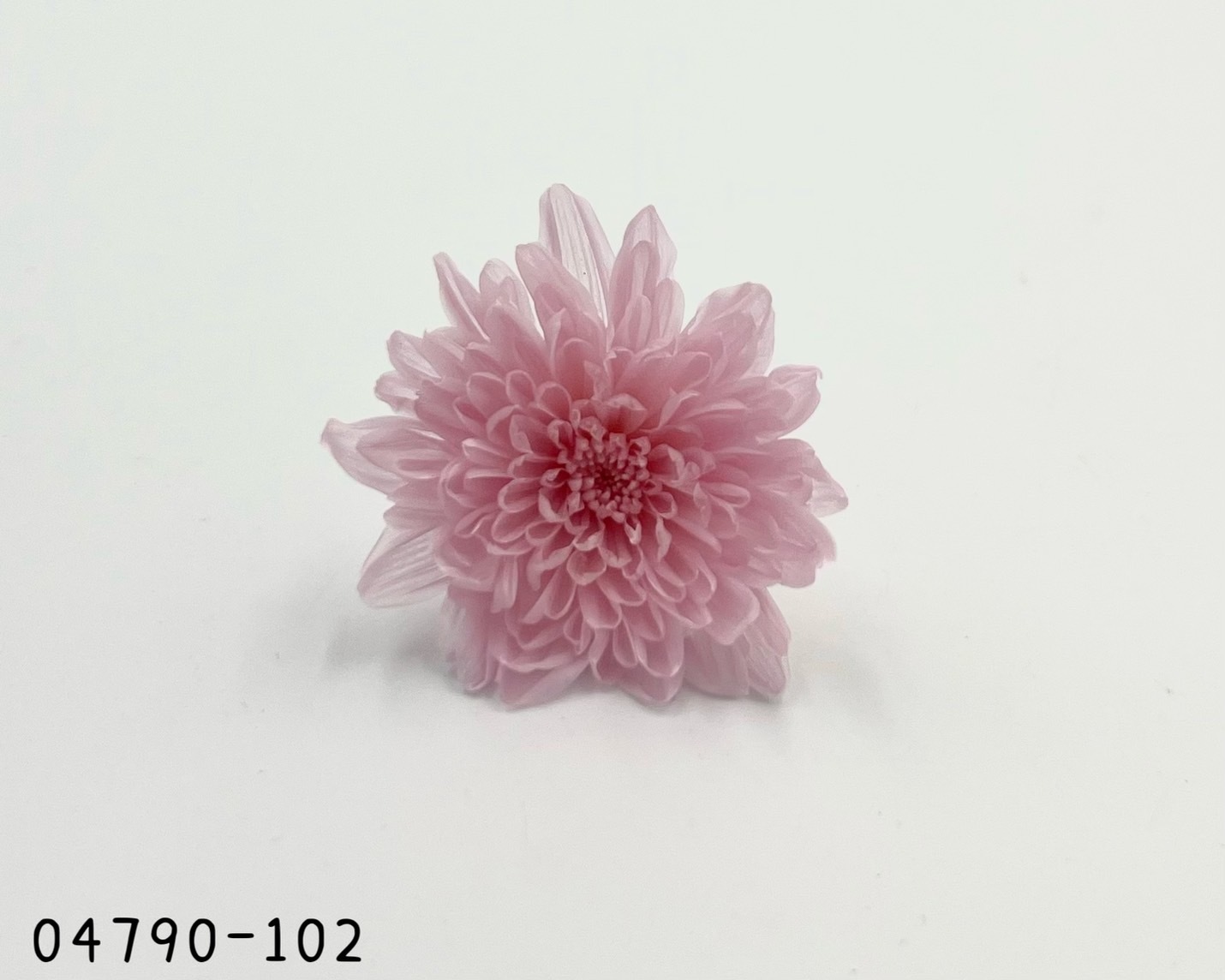 日本不凋菊花(6朵/盒) 04790-102