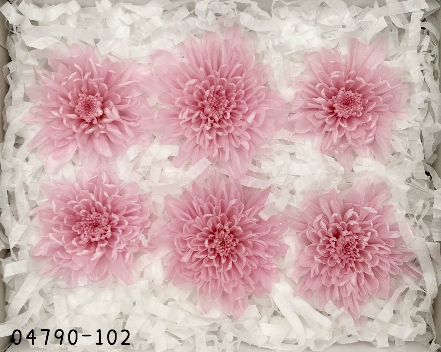 日本不凋菊花(6朵/盒) 04790-102