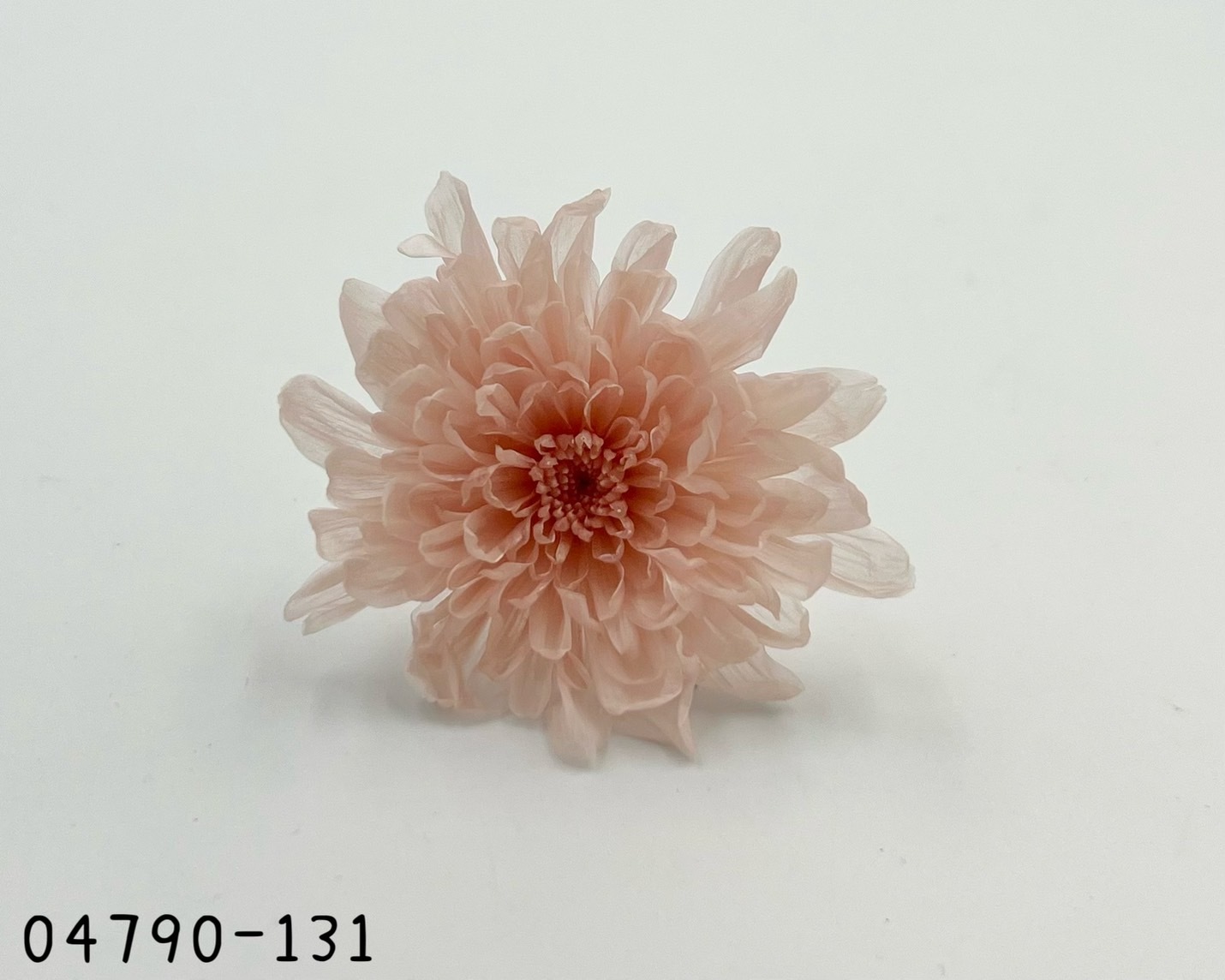 日本不凋菊花(6朵/盒) 04790-131