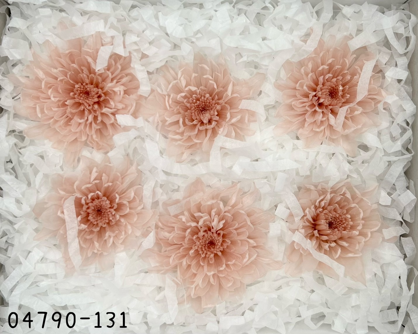 日本不凋菊花(6朵/盒) 04790-131