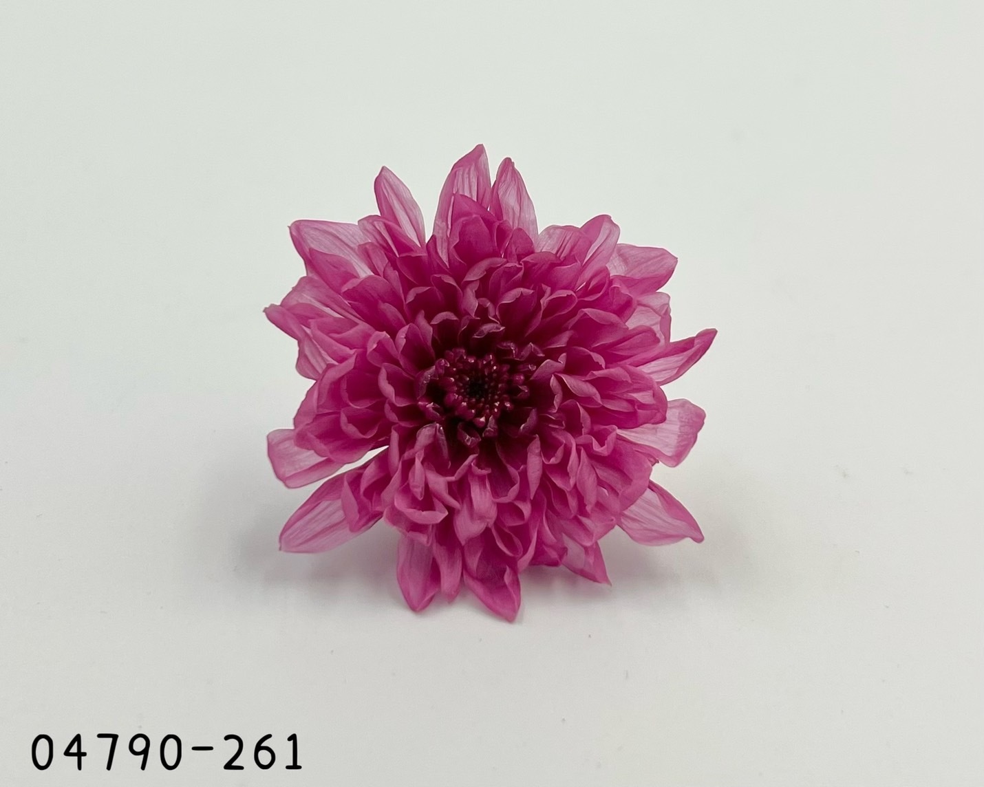 日本不凋菊花(6朵/盒) 04790-261