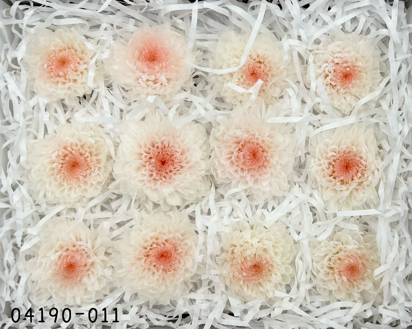 日本不凋雙色小菊(12朵/盒) 04190-011