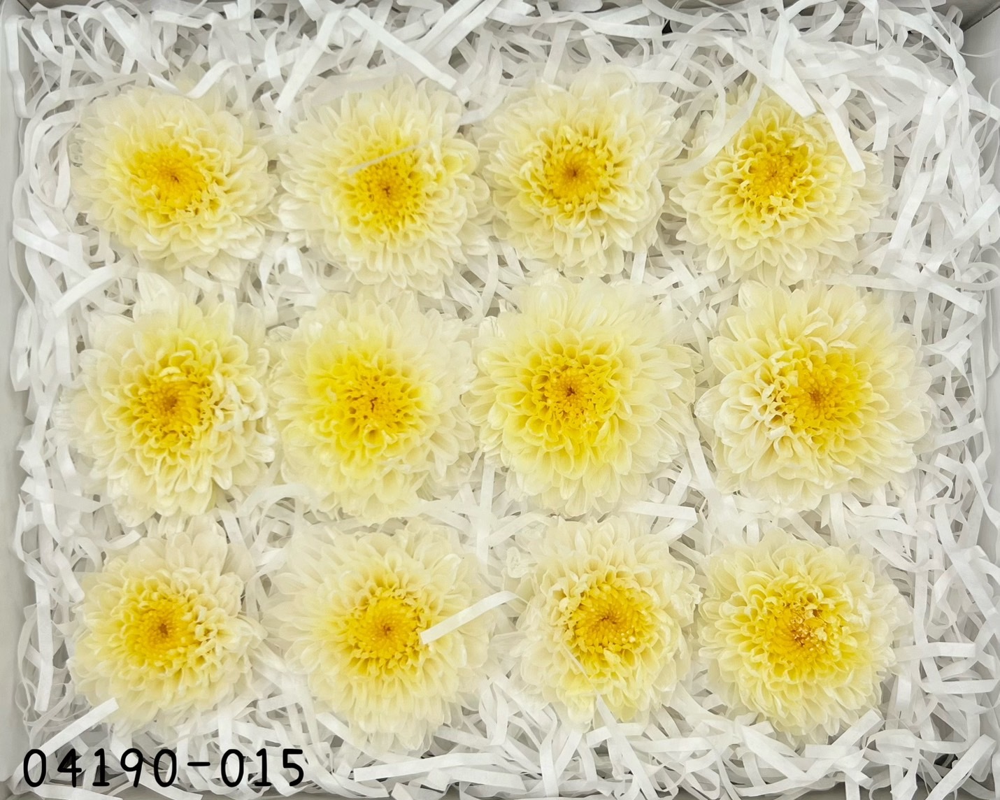 日本不凋雙色小菊(12朵/盒) 04190-015