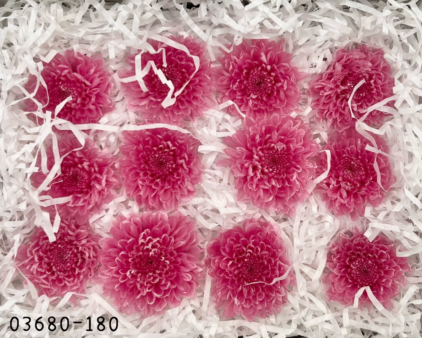 日本不凋小菊(12朵/盒) 03680-180