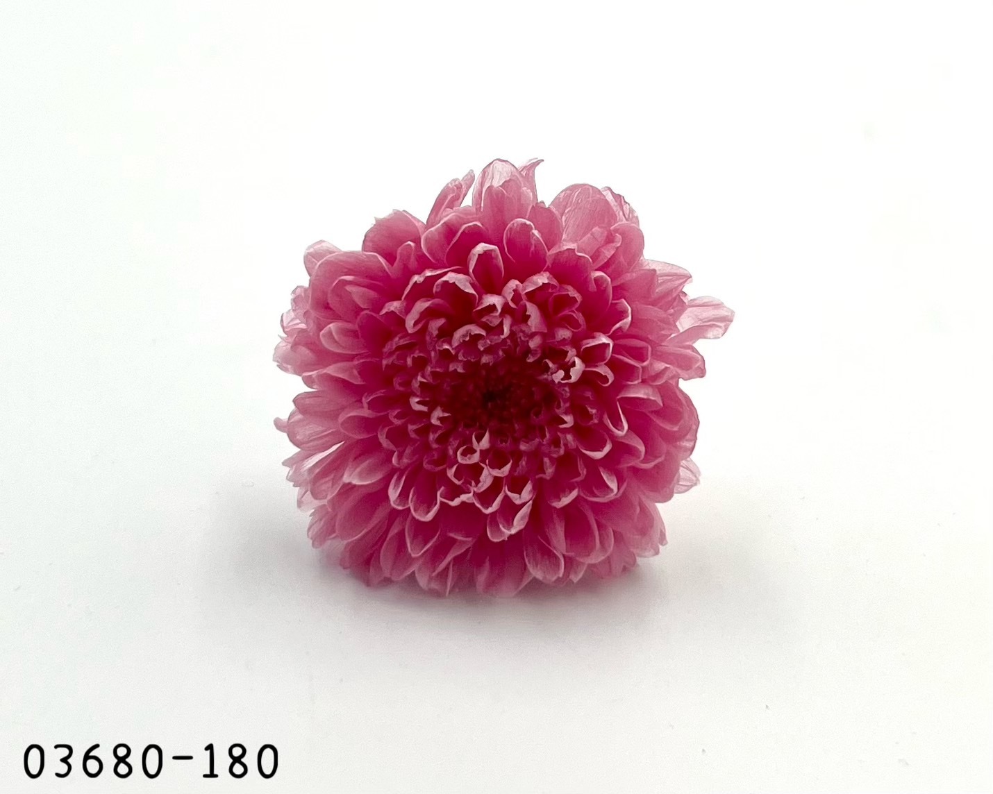 日本不凋小菊(12朵/盒) 03680-180