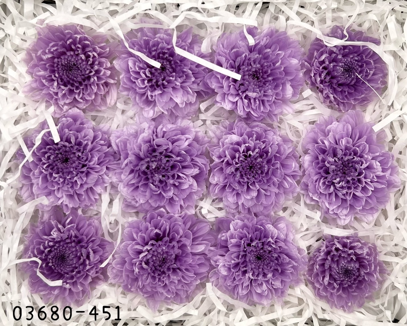 日本不凋小菊(12朵/盒) 03680-451