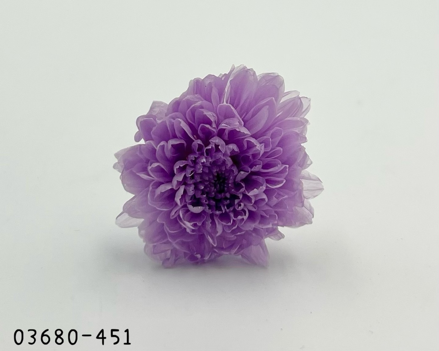 日本不凋小菊(12朵/盒) 03680-451