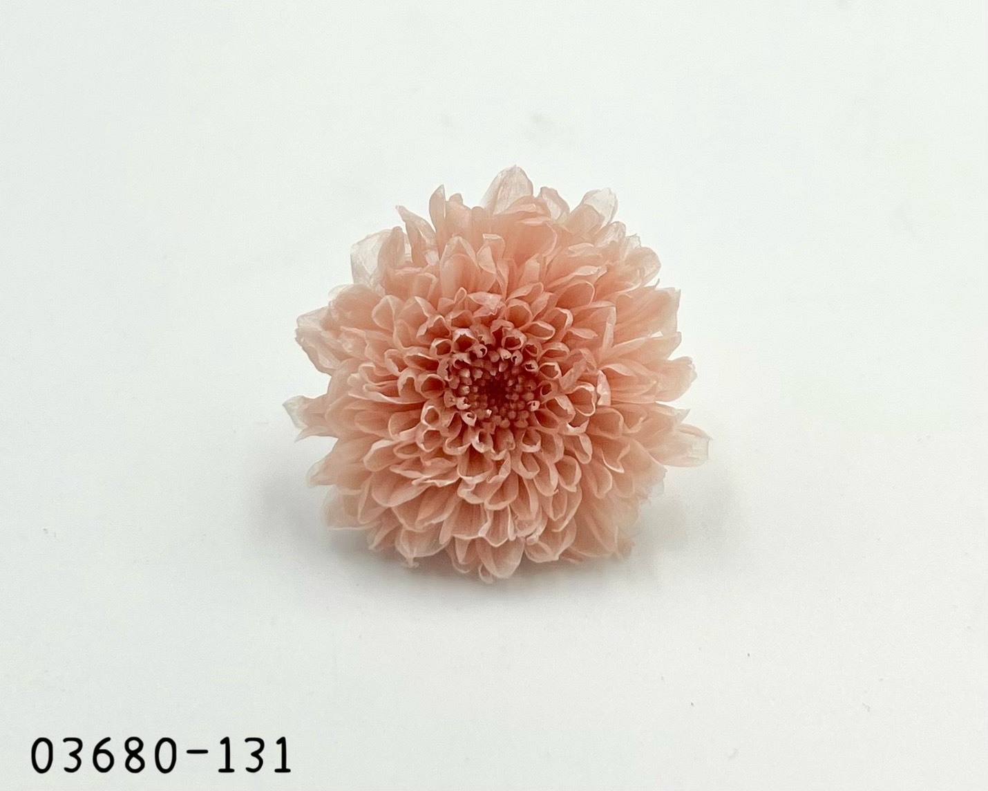 日本不凋小菊(12朵/盒) 03680-131