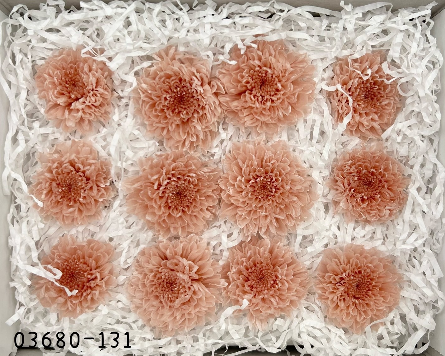 日本不凋小菊(12朵/盒) 03680-131