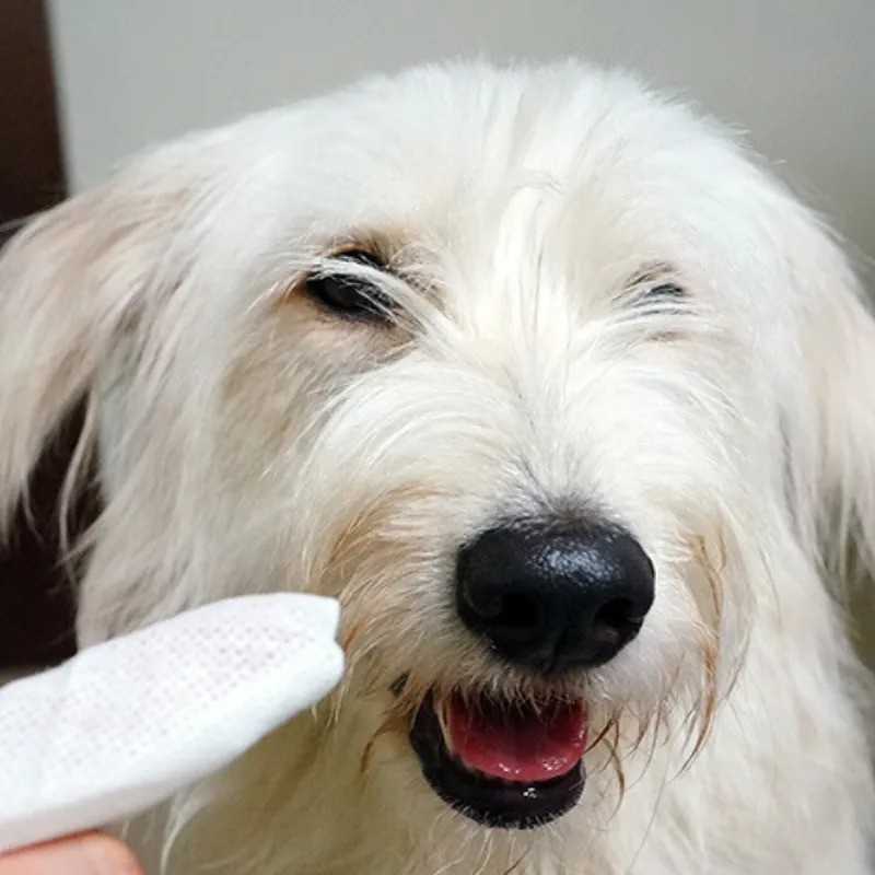 TAURUS 牙菌斑對策濕紙巾 (30枚入)