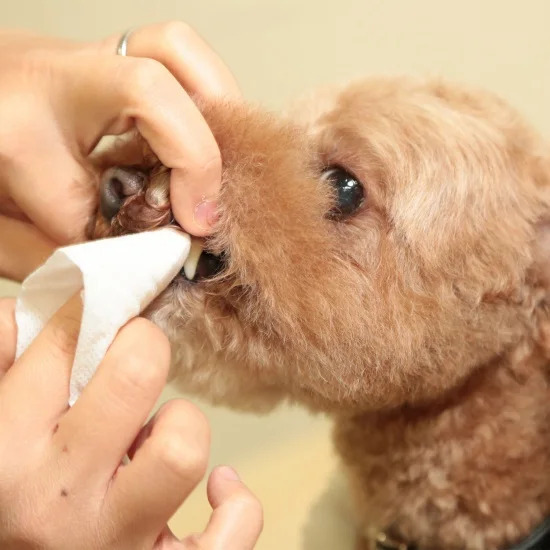 TAURUS 牙菌斑對策濕紙巾 (30枚入)