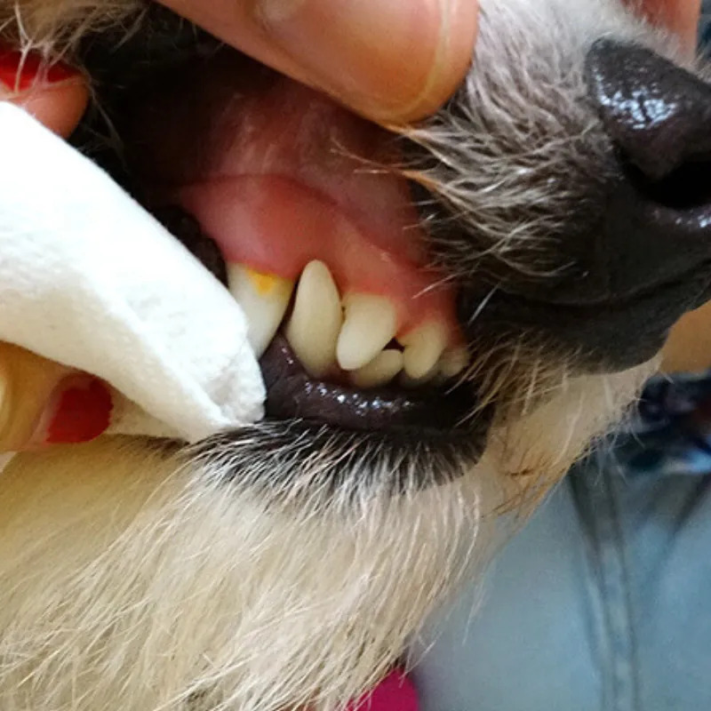 TAURUS 牙菌斑對策濕紙巾 (30枚入)