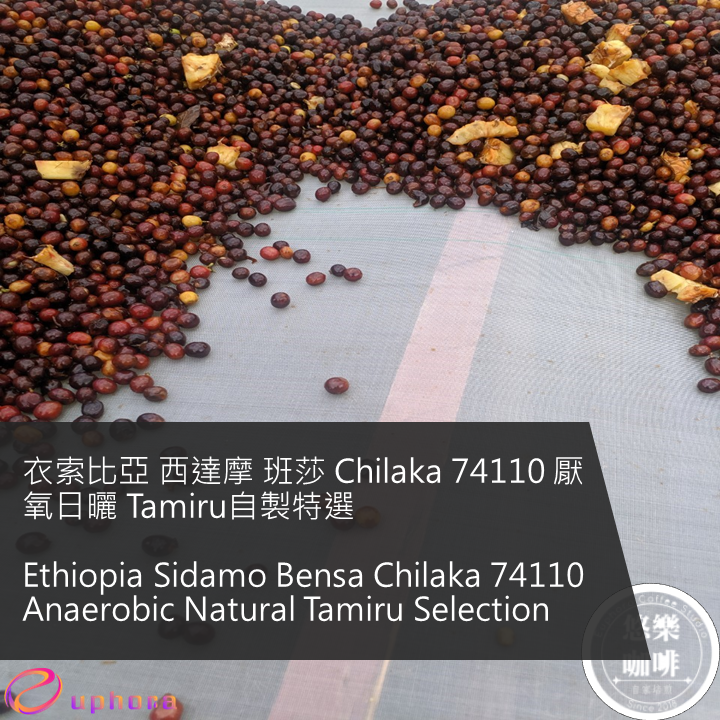 衣索比亞 西達摩 班莎 Chilaka 74110 厭氧日曬 Tamiru自製特選