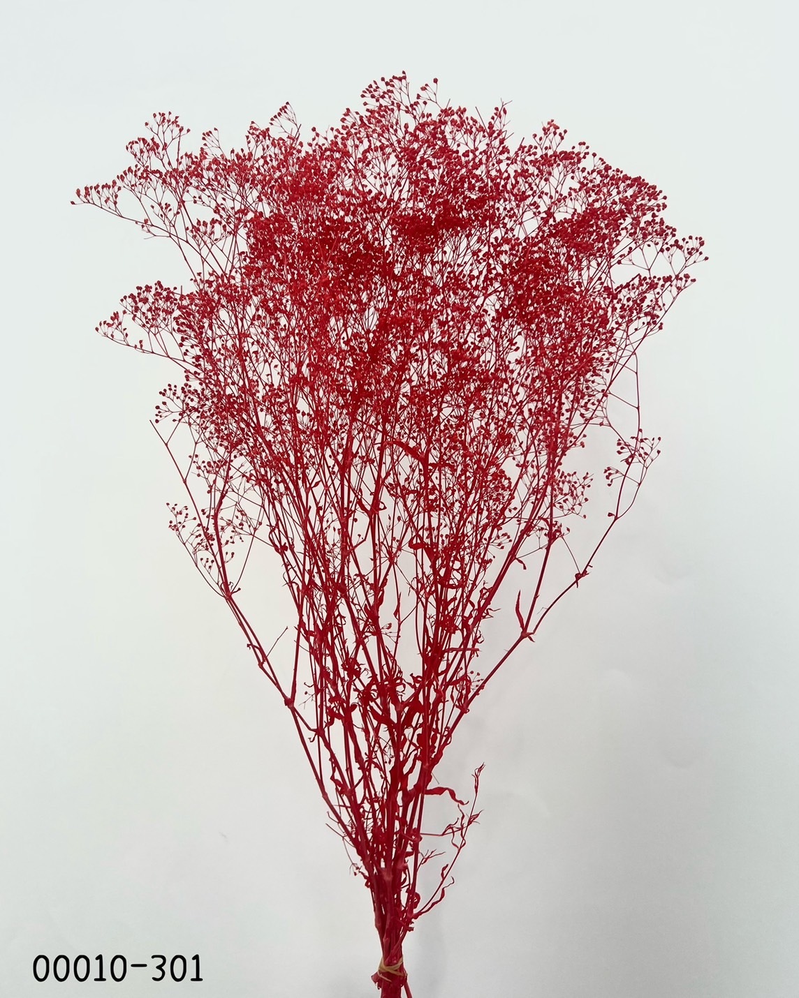 日本不凋迷你滿天星 00010-301