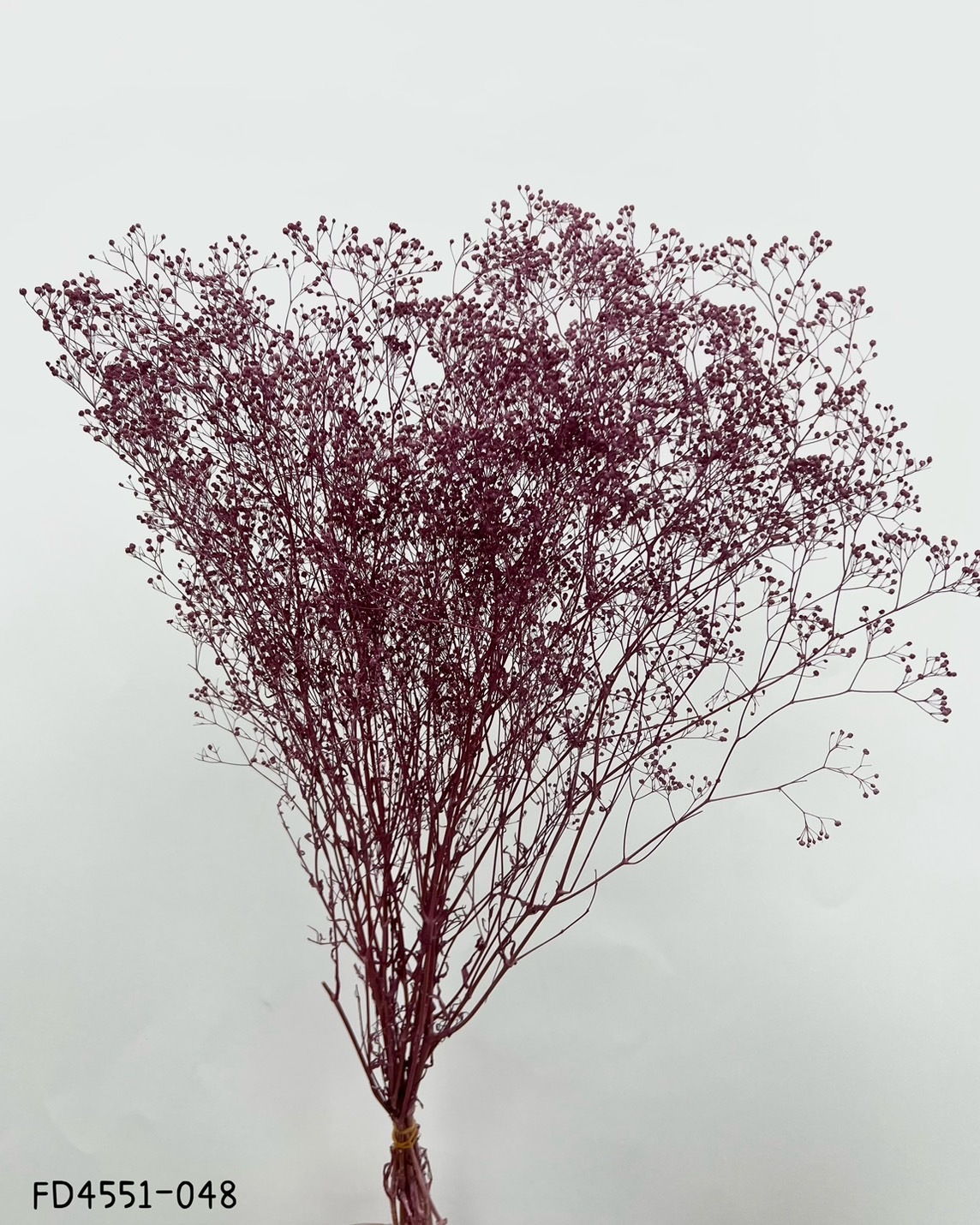 日本不凋迷你滿天星 FD4551-048