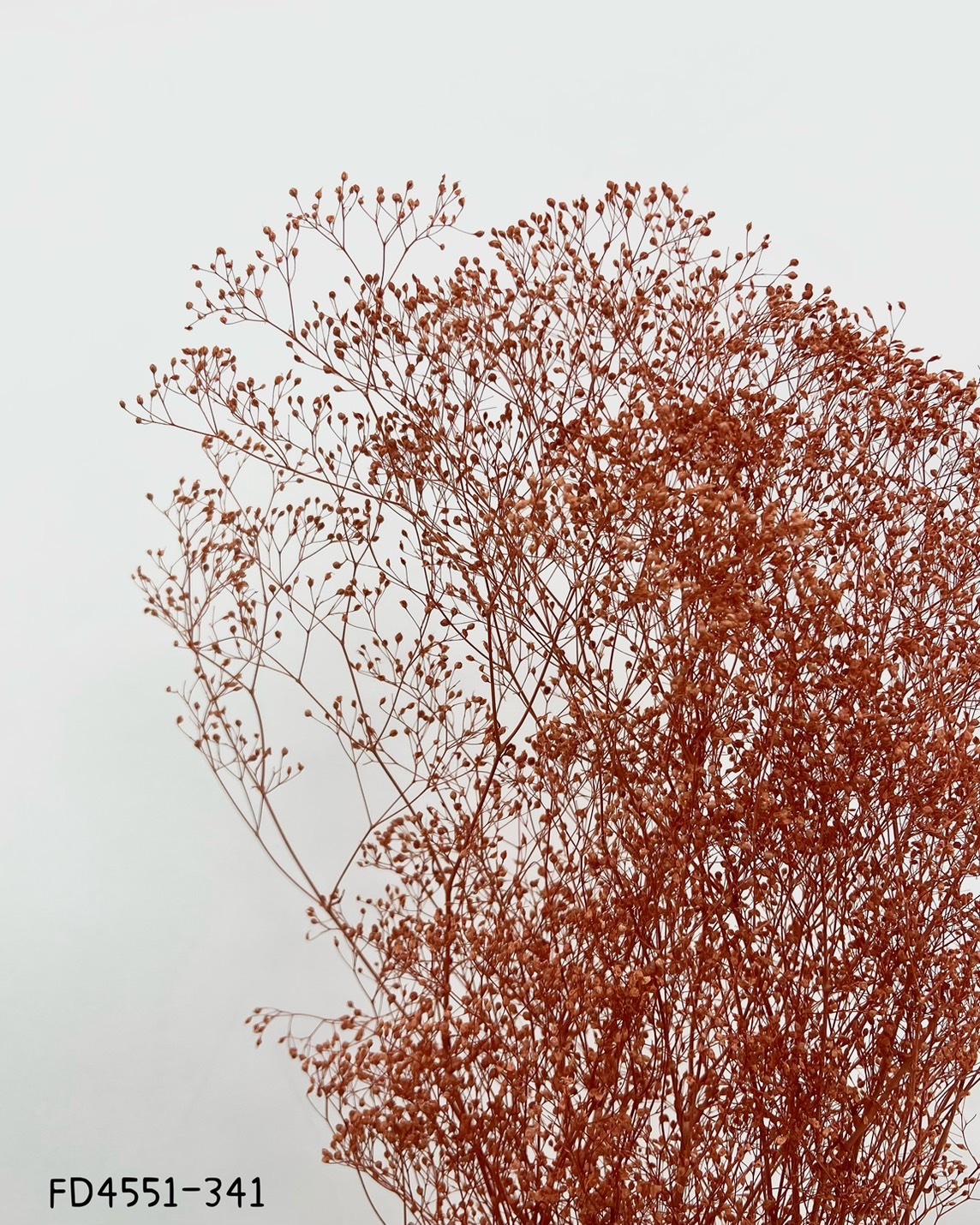 日本不凋迷你滿天星 FD4551-341