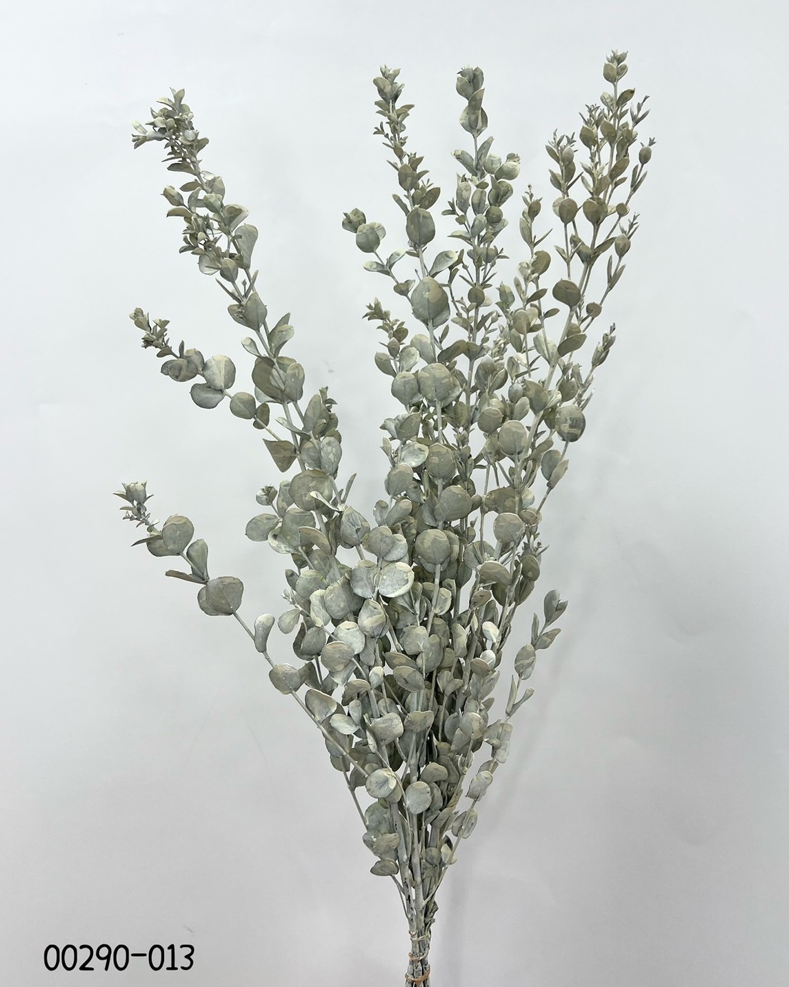 日本不凋小圓尤加葉 02290-013