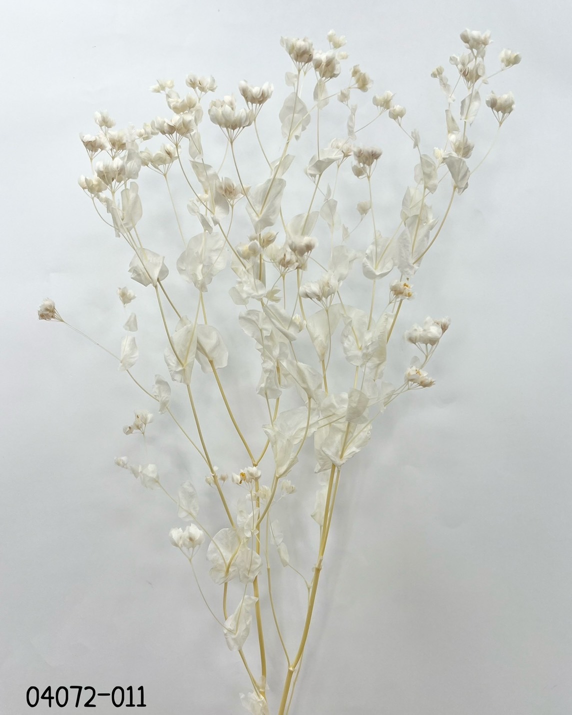 日本不凋漂白金翠花04072-011