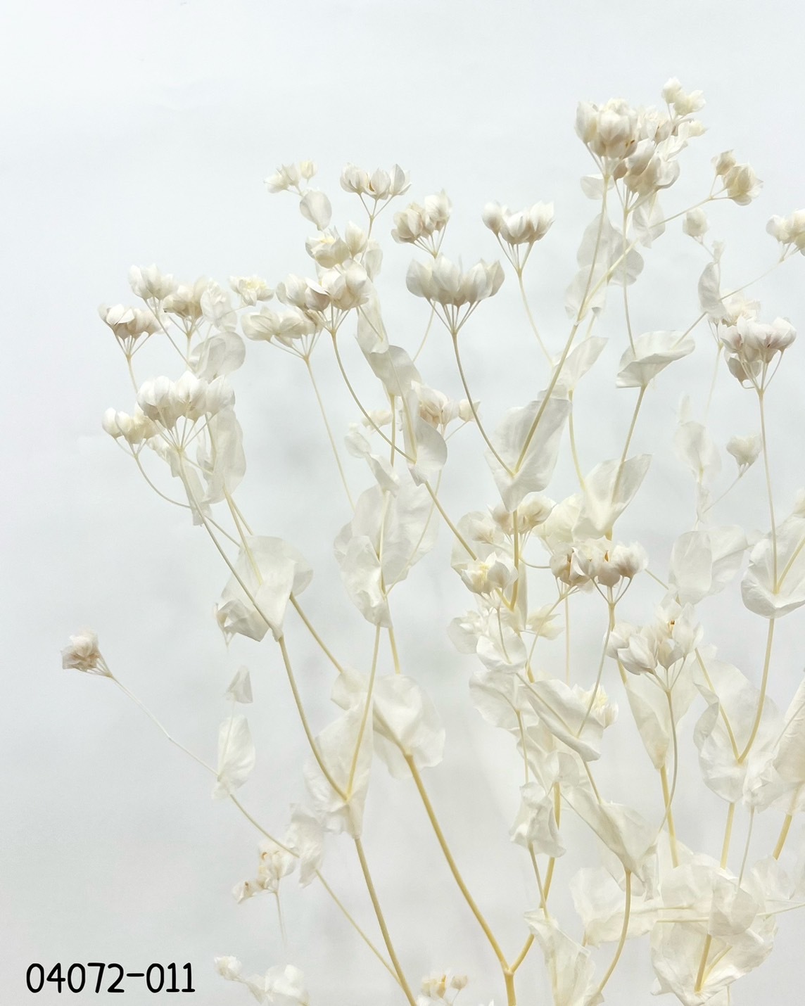 日本不凋漂白金翠花04072-011
