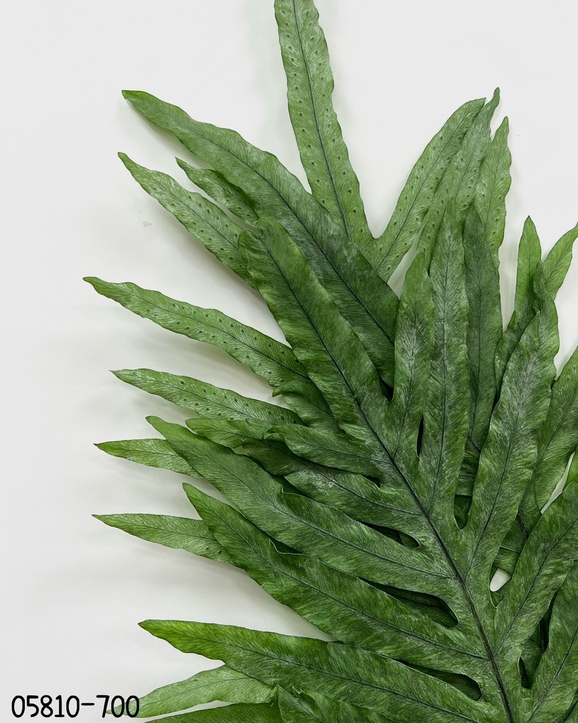 日本不凋鳥毛蕨 05810-700