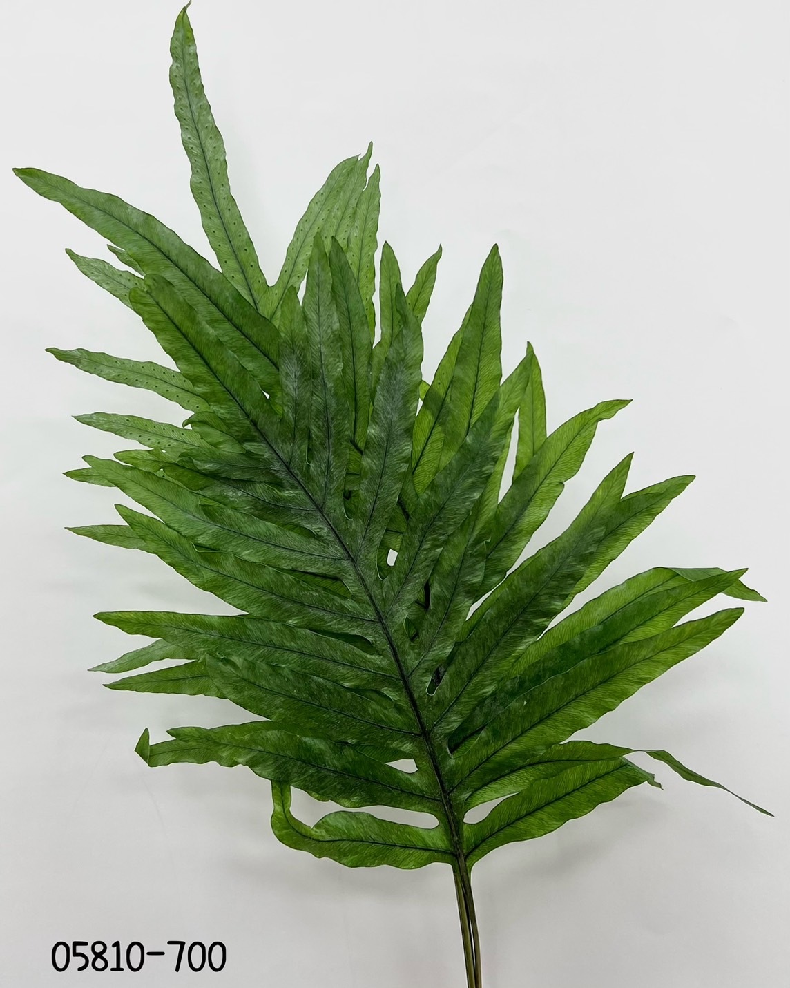 日本不凋鳥毛蕨 05810-700