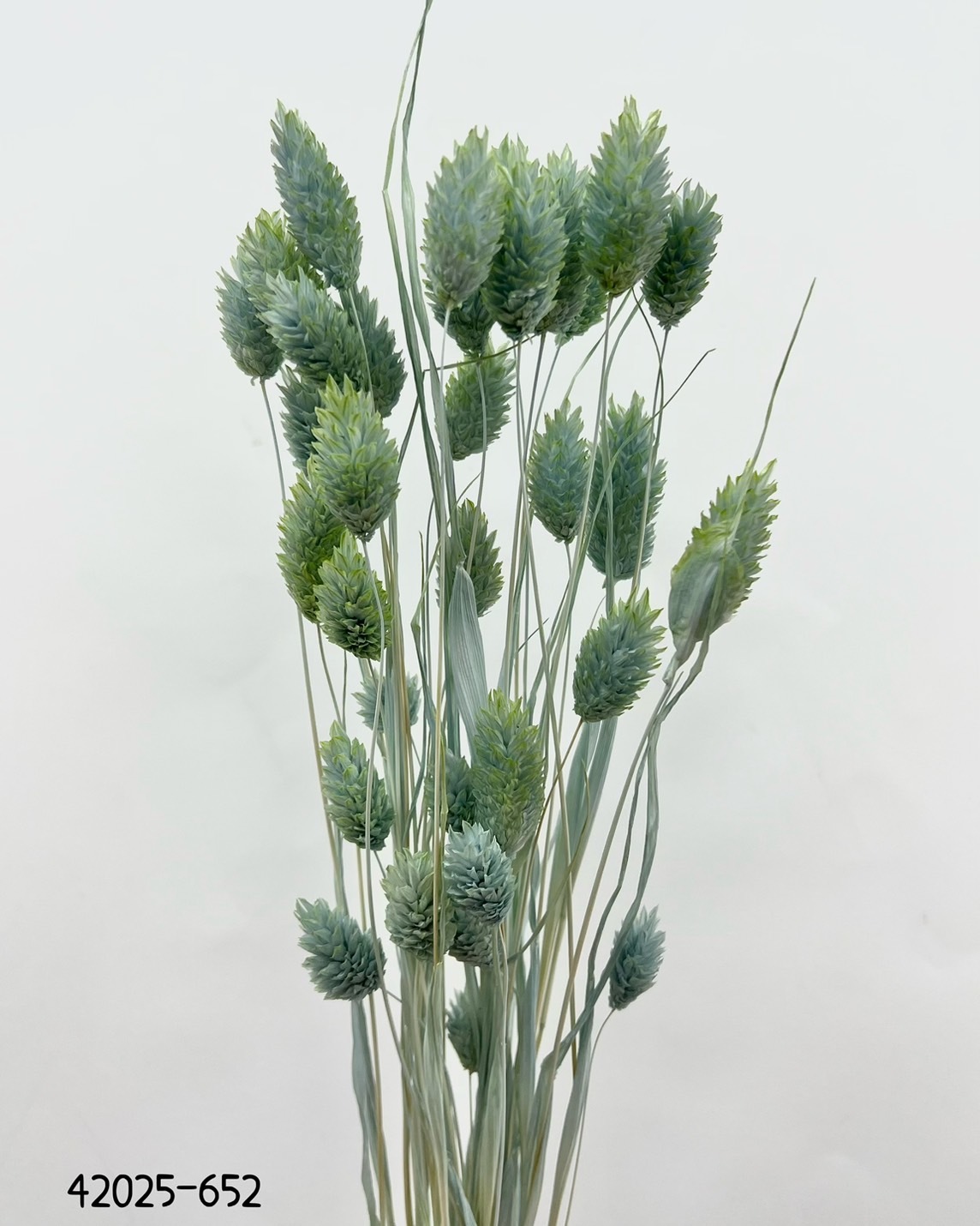 日本乾燥漸層加那利 42025-652