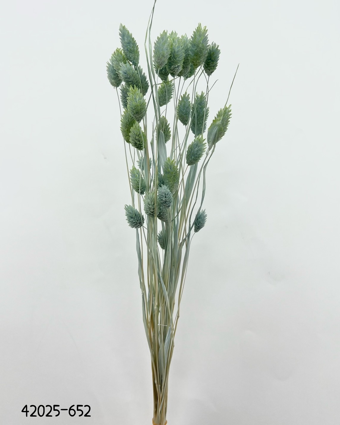 日本乾燥漸層加那利 42025-652