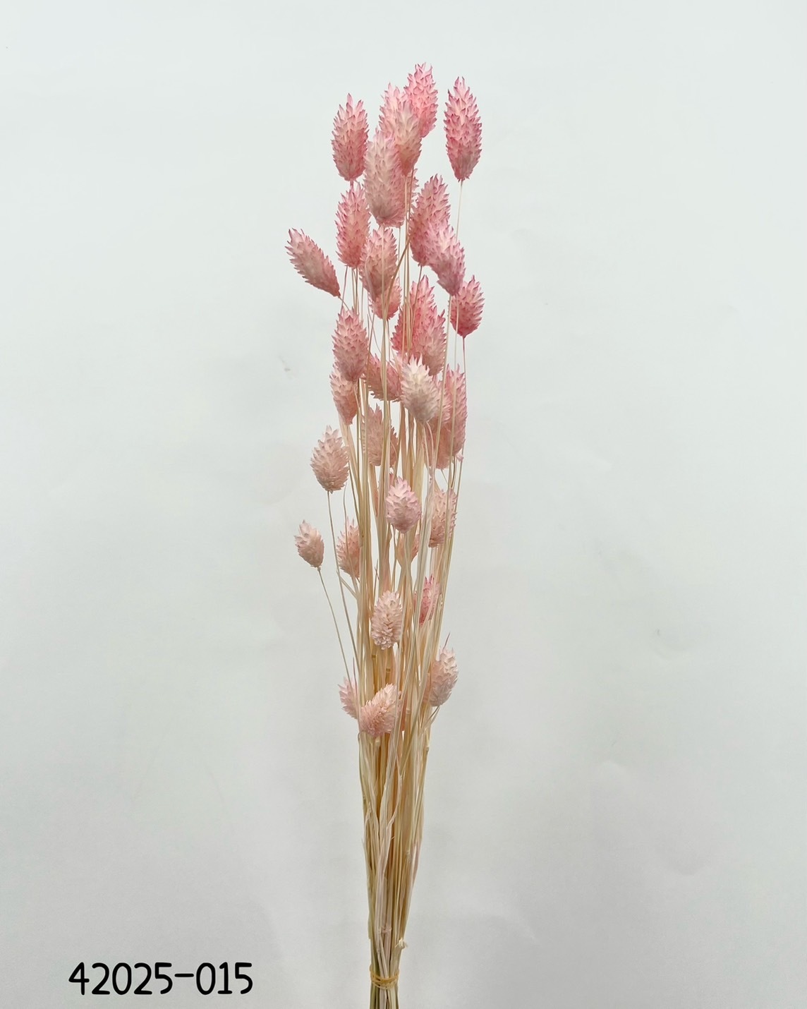 日本乾燥漸層加那利 42025-015