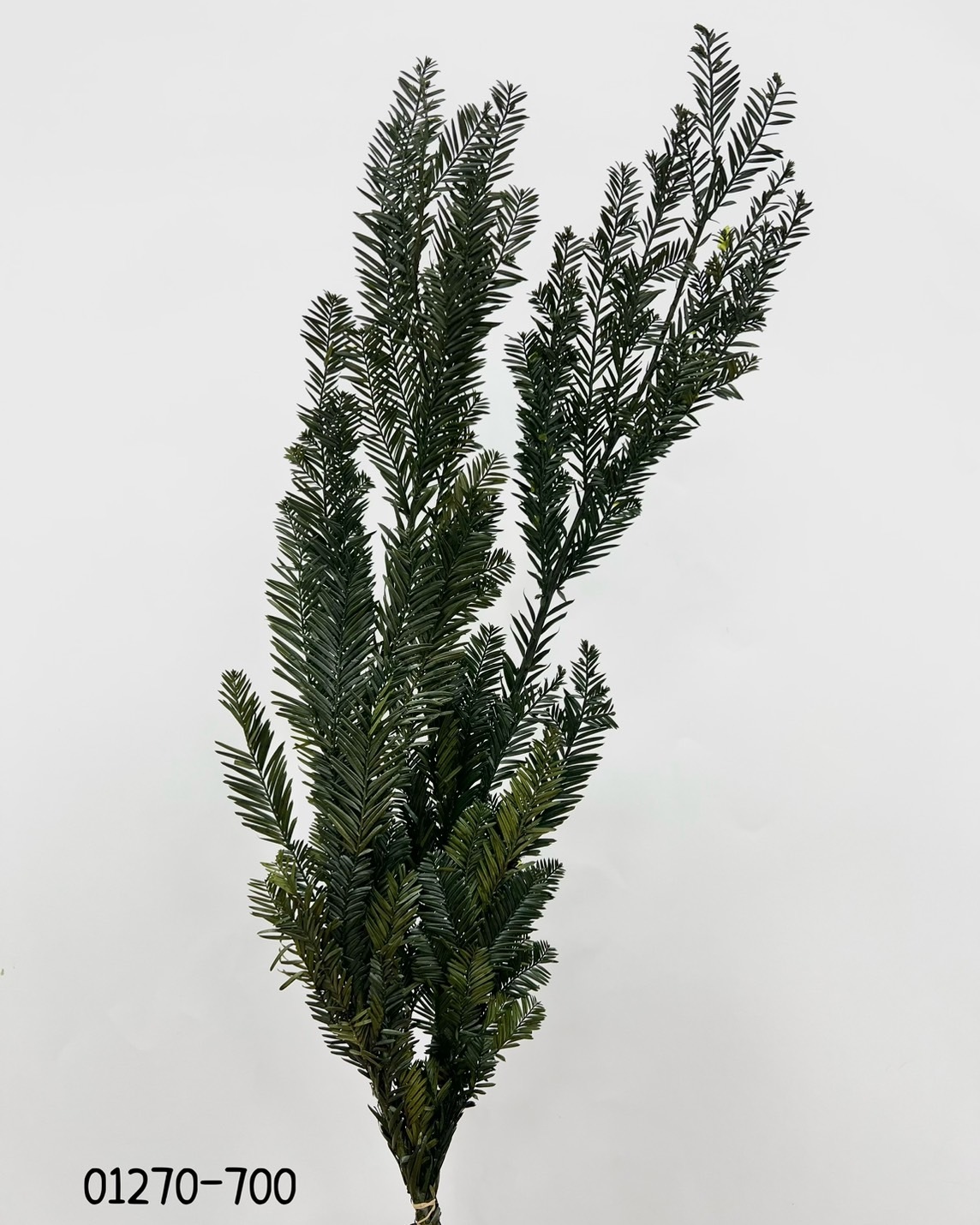 日本不凋杉樹枝 01270-700