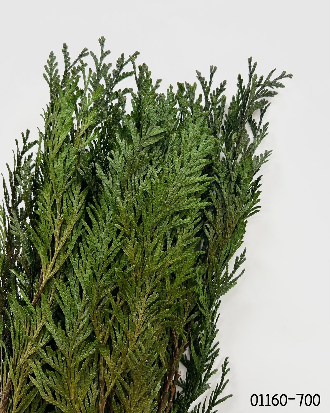日本不凋香柏 01160-700