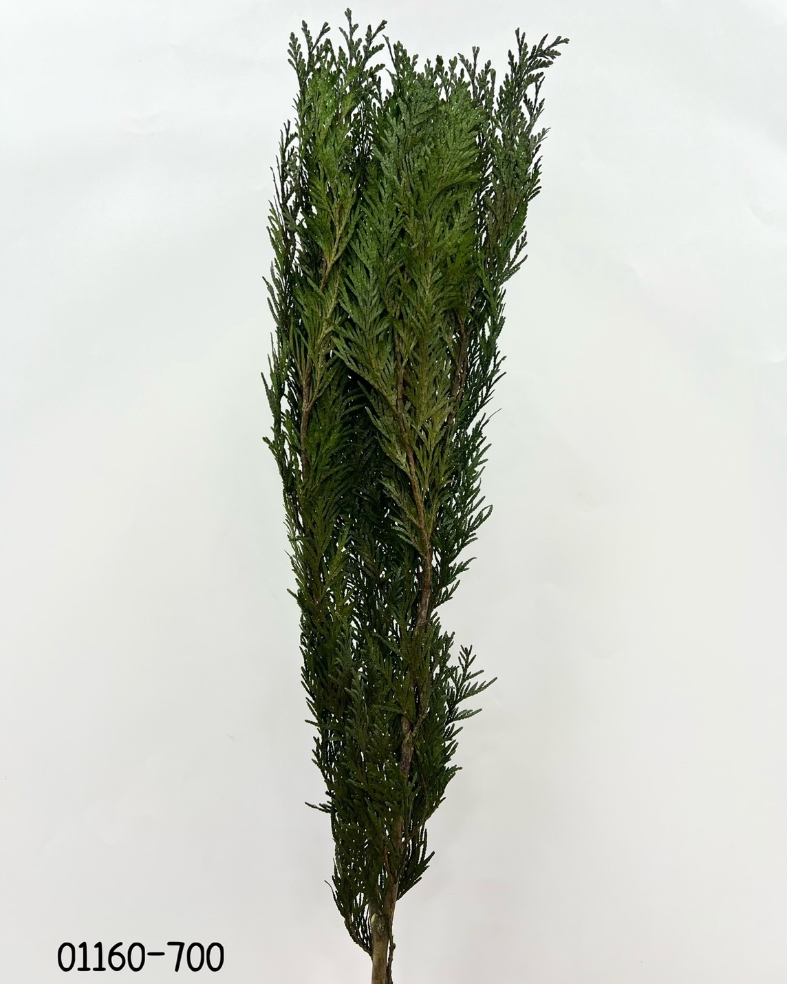 日本不凋香柏 01160-700