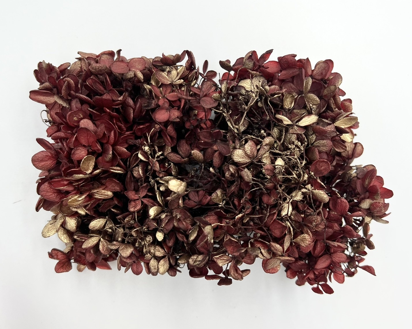 日本不凋鑲金中葉繡球01510-349