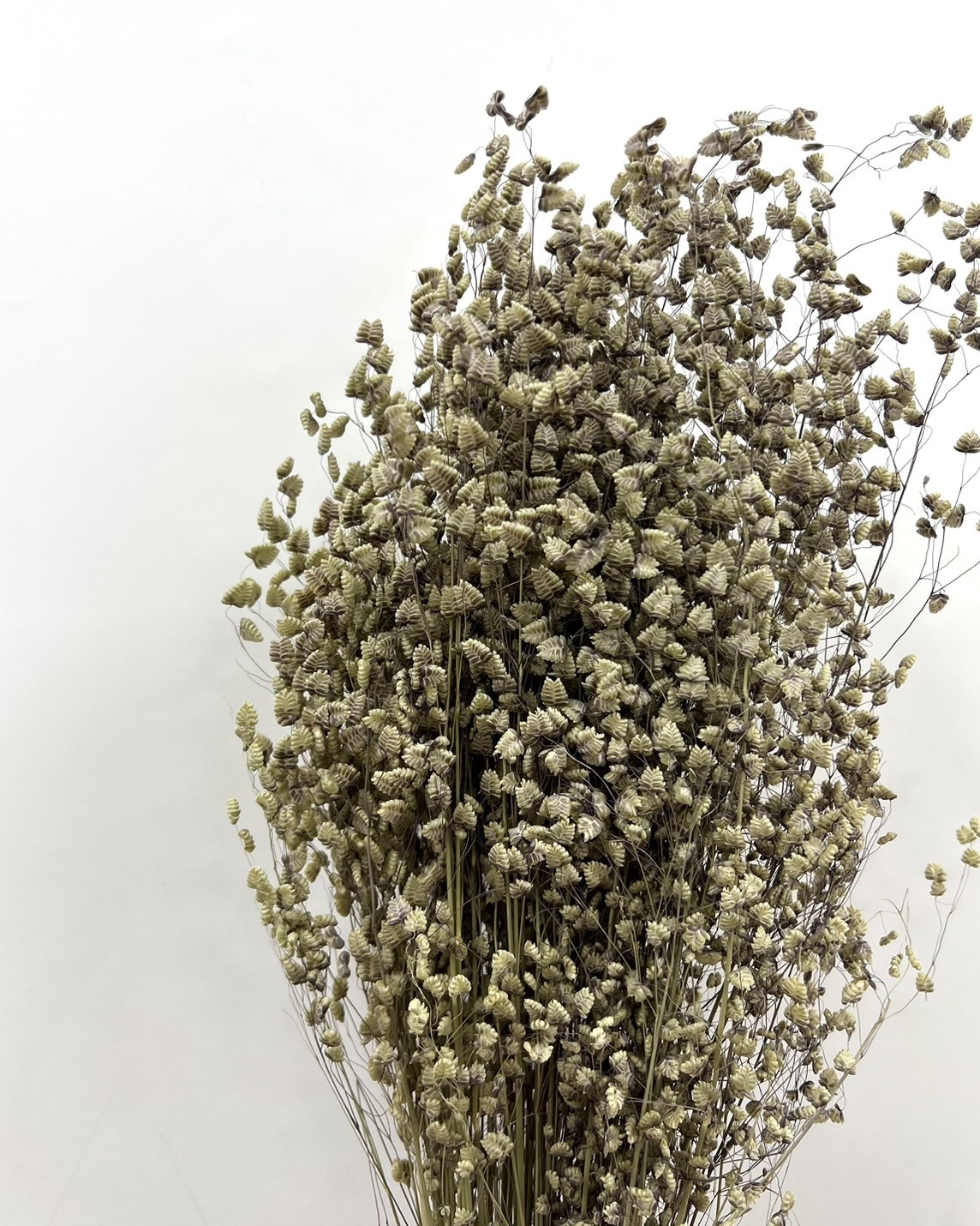 日本乾燥凌風草